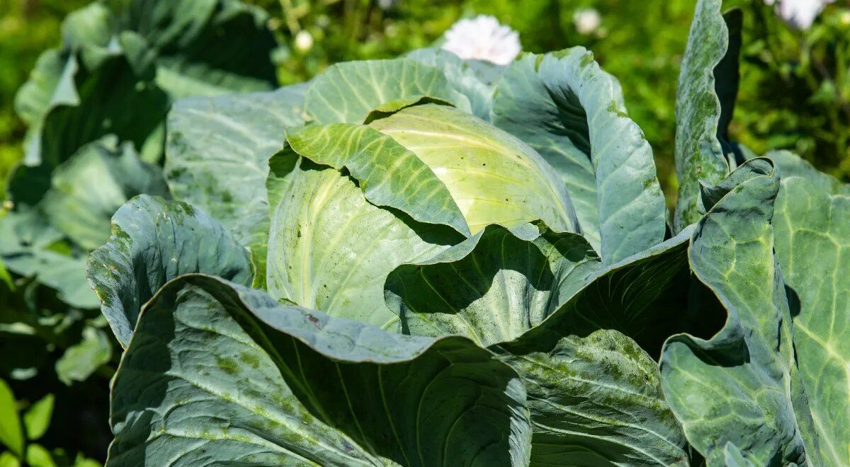 ������������ �������: ������ �� ������ ��� ��������� �������� ����������