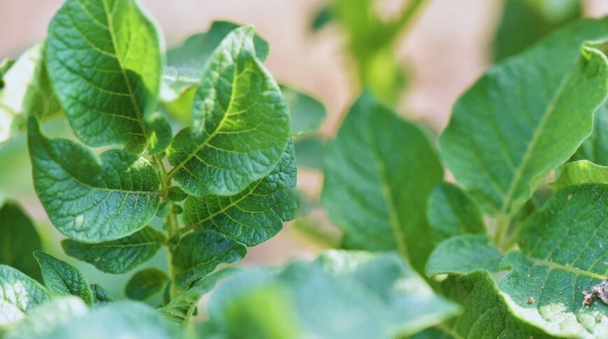 ��� ������ ������ ��������� �� �����������