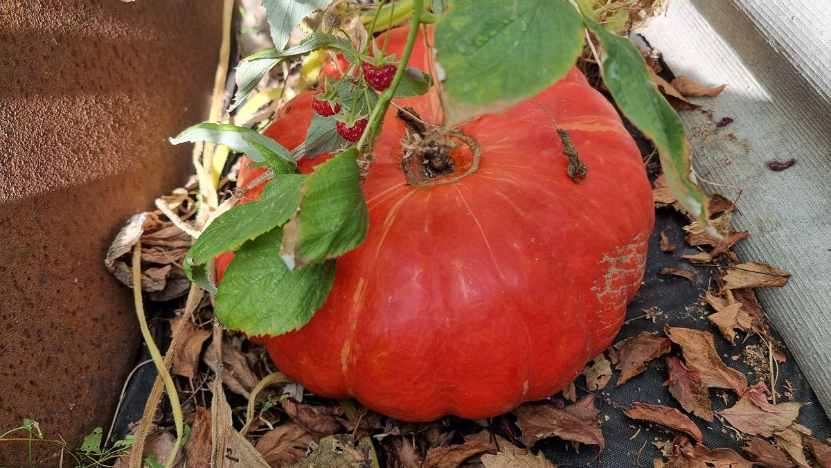 ��� �� ���� ���������� ������� ��������� �����: ������� �������� �����������