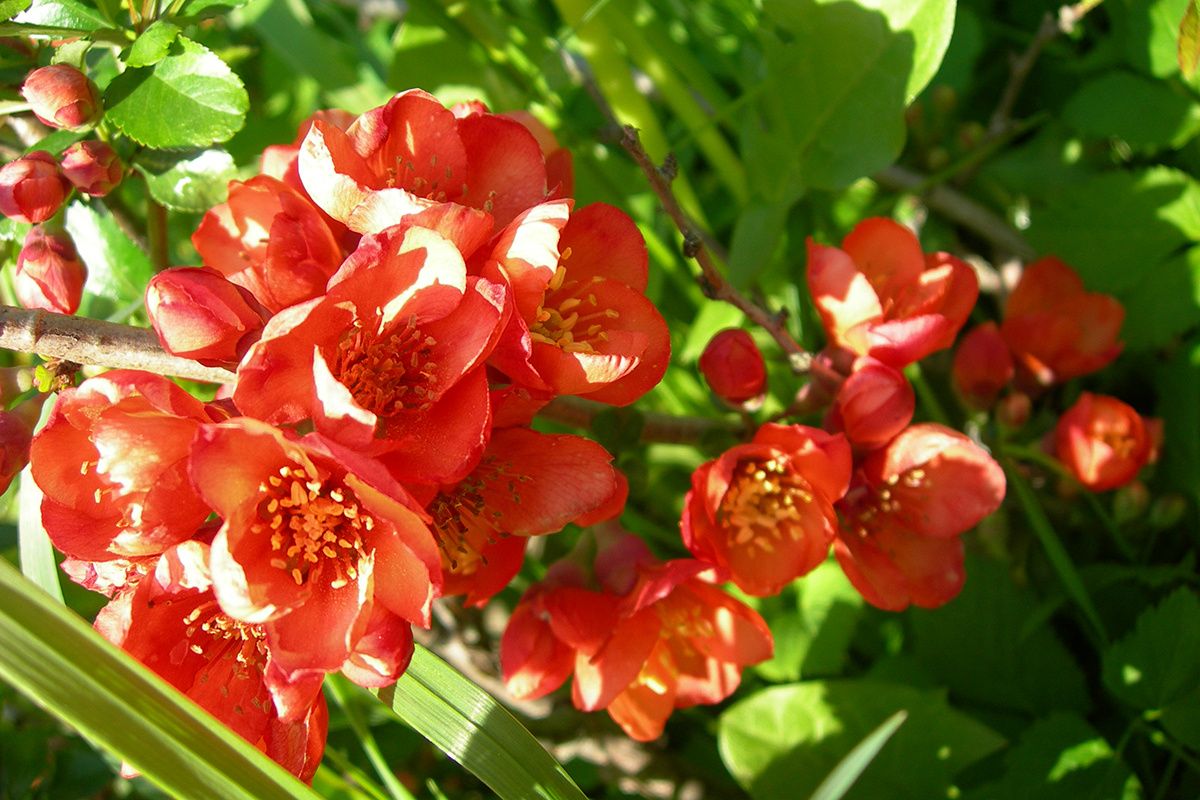 ��� �� ����-���������: ��� ������� ������� ��������� �� ��� ������