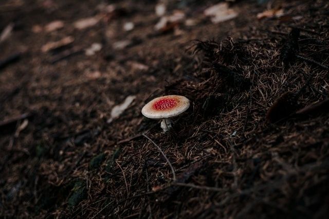 ����������� �������: ����� ���������� �������� ������������ � ������������