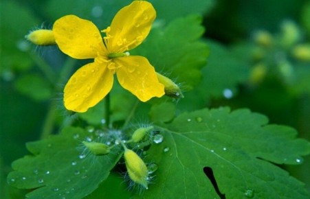 ��������: ������� ��������� ������� � ��� ������������ �������� ��� ��������