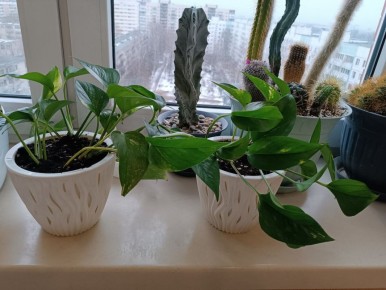 ����������: ������� �����, ������������ ������ � ������ �����