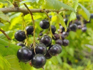 ��� �������� �������� ���� ��������� � ��������� ����