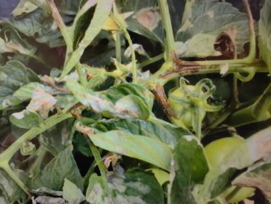 ���������� �������: ������ ������ � ���������������� �������� ��������