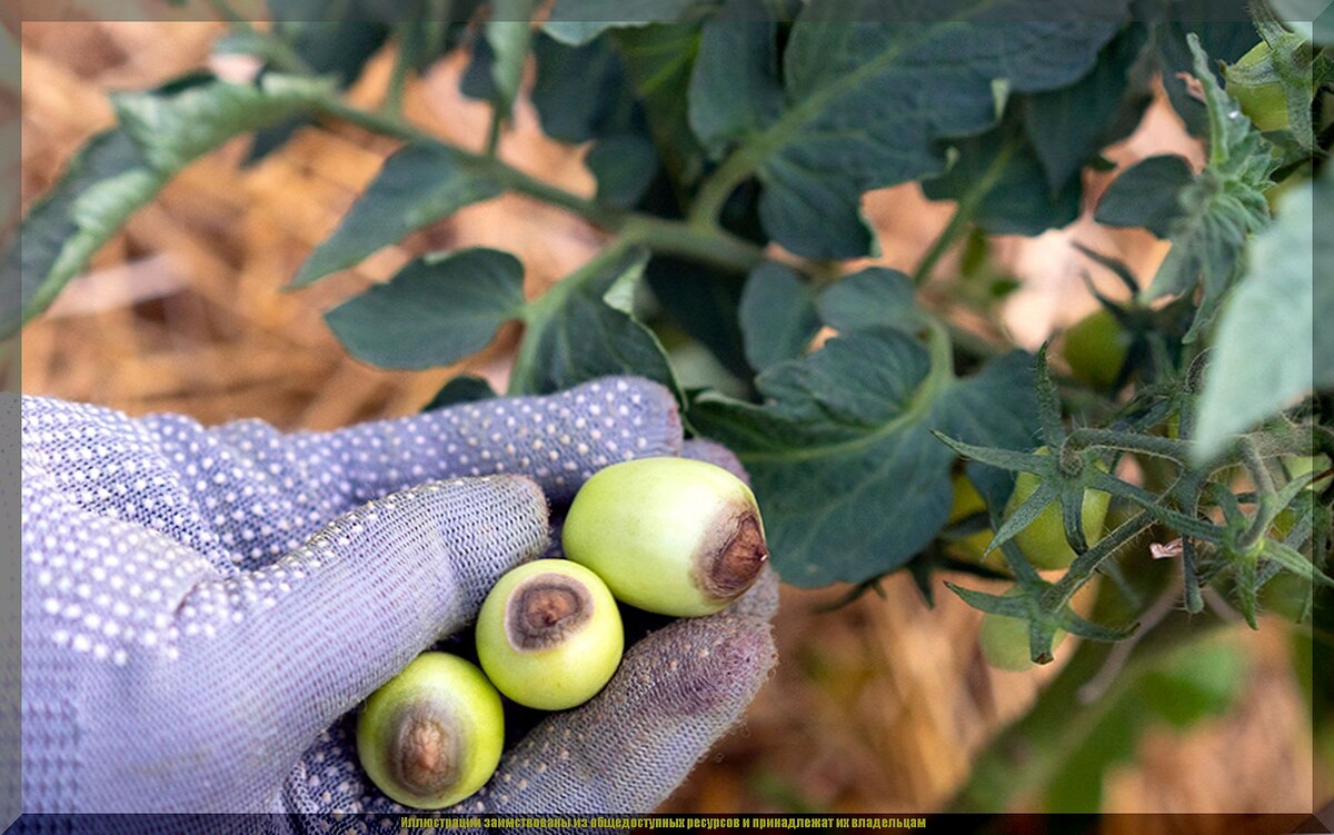 Как предотвратить вершинную гниль у томатов: секреты успешного урожая