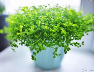 ������ ����: ����������� ������� ��� ������ ����