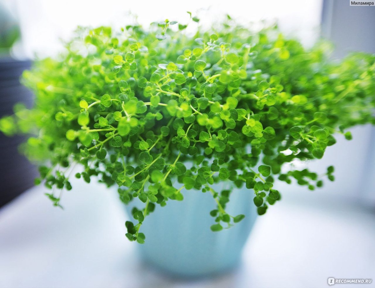 Модная мята: рискованное решение для вашего сада