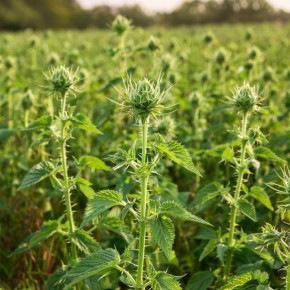 Крапива: секреты полезного сорняка на вашем огороде