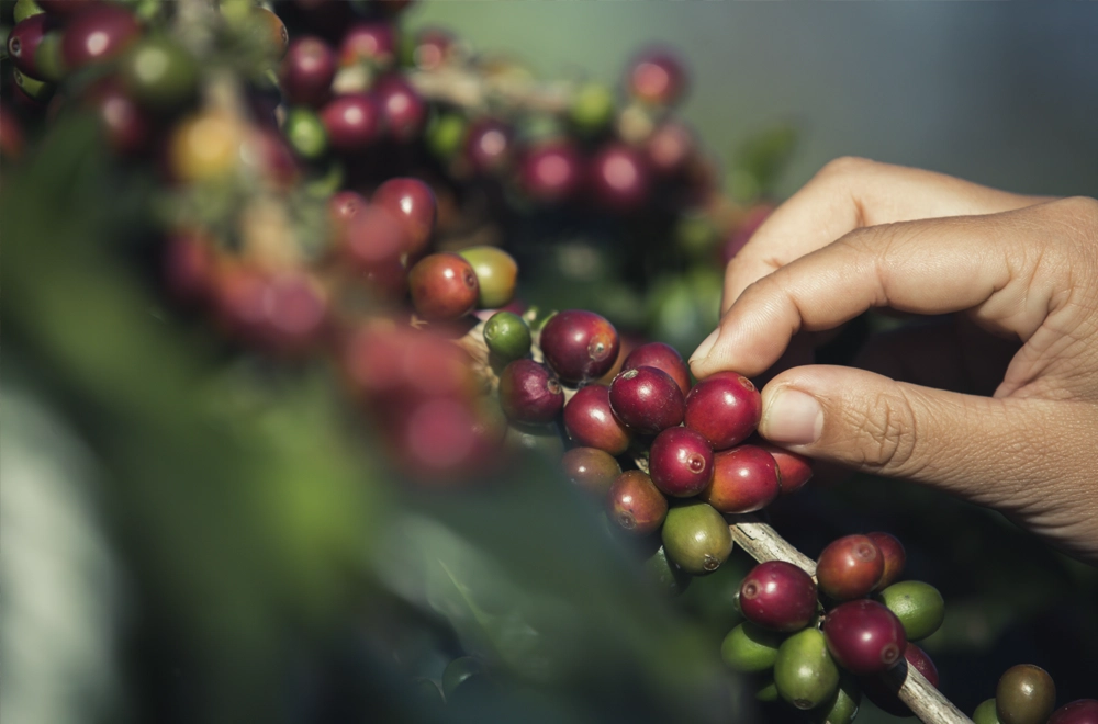 Путешествие кофейного зерна: от плантации до вашей чашки