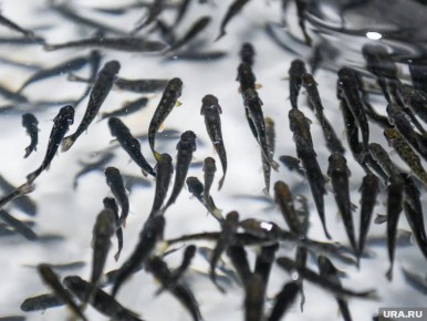 Сокращение запасов трески в Баренцевом море: что происходит?