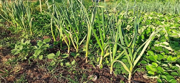 Секреты успешного выращивания чеснока: как нашатырный спирт превращает грядки в настоящие джунгли