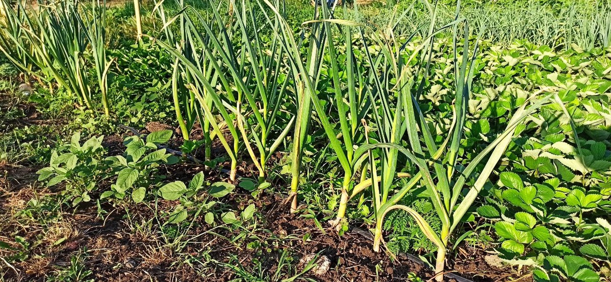 Секреты успешного выращивания чеснока: как нашатырный спирт превращает грядки в настоящие джунгли