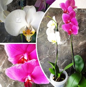 ������� ����������� ������ ������� ����������