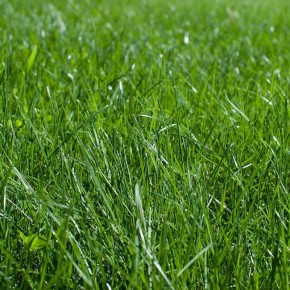 Как подготовить газон к зиме: важные шаги для сохранения зеленого ковра