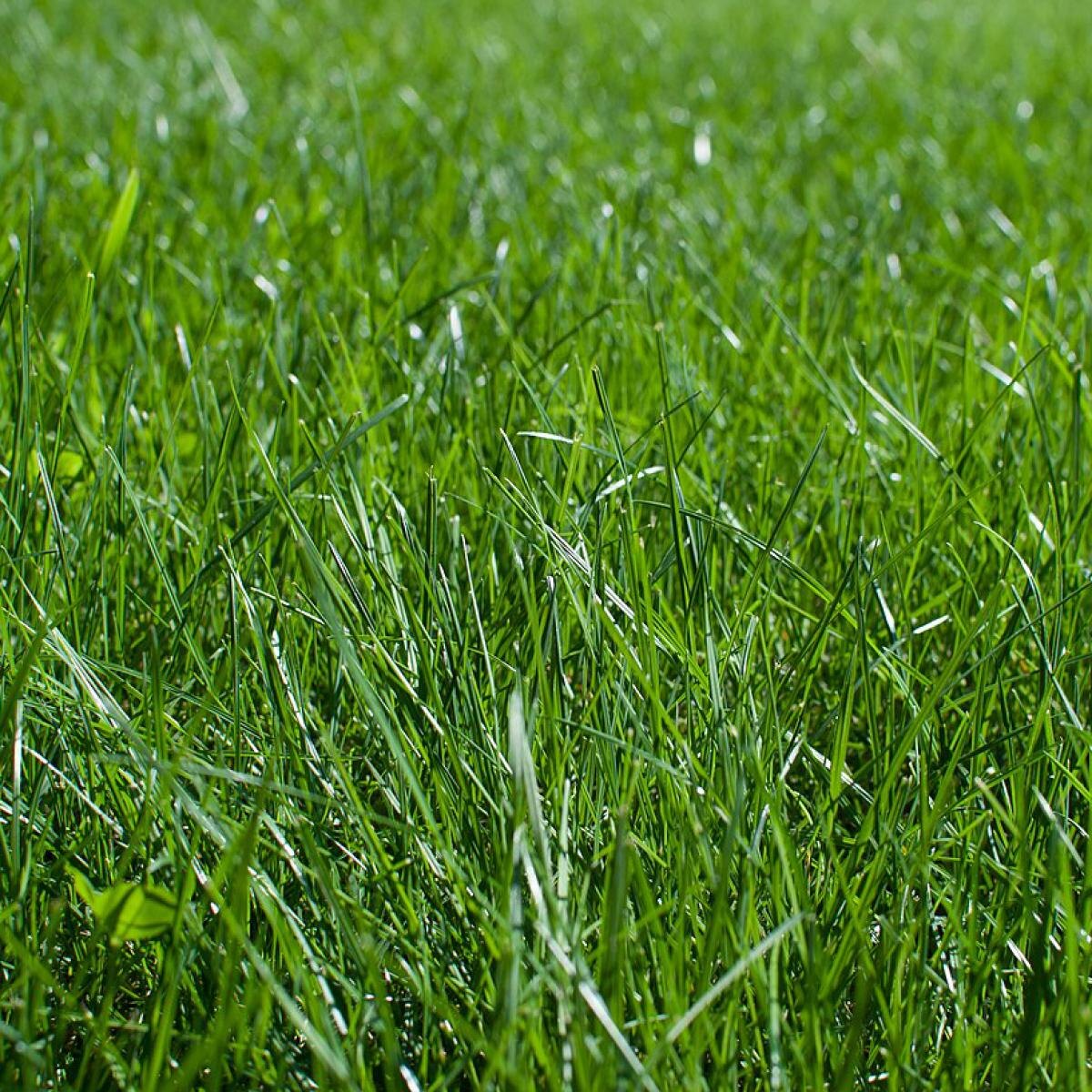 Как подготовить газон к зиме: важные шаги для сохранения зеленого ковра