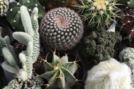 Кактусы для домашнего уюта: идеальные варианты для каждого