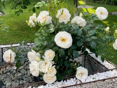 Спасение роз: как избежать гниения и восстановить здоровье растений