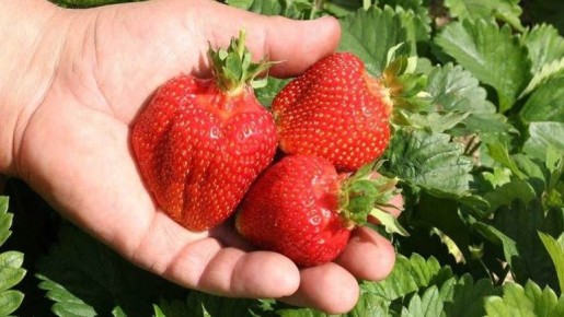 ��� ��������� ������� ��������: ��� ������� ������ �� �������� ��������