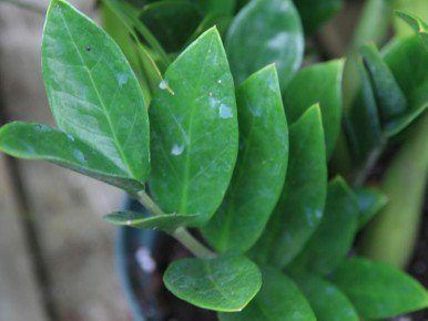 ������������: ��������� ��������� ��� ������� ����������