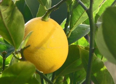 Лимонное дерево в доме: как получить радость от плодов и красоты
