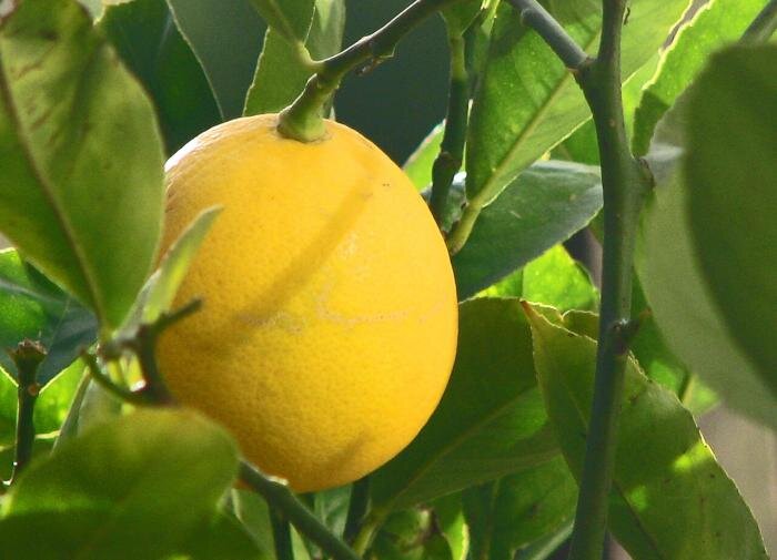 Лимонное дерево в доме: как получить радость от плодов и красоты