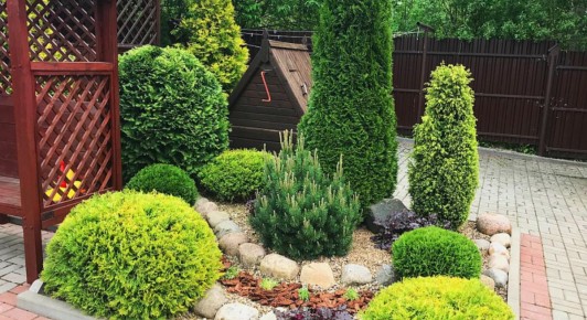Туя: Зелёный акцент для вашего сада в 2025 году