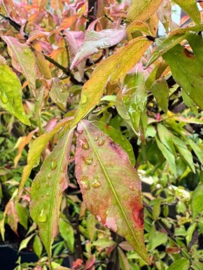 Как дожди пробуждают жизнь в саду: позитивные и негативные аспекты