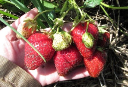 ������ ������ � ��������� ����� ��� ������� ��������: ��� ������������ �������