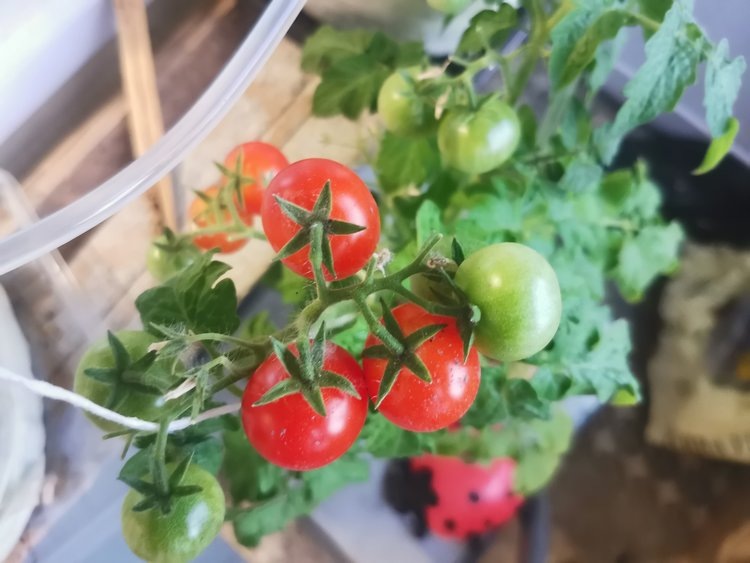 Как защитить помидоры от фитофторы в условиях повышенной влажности