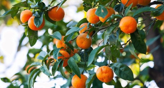 Мандарины: зимняя находка для здоровья и настроения