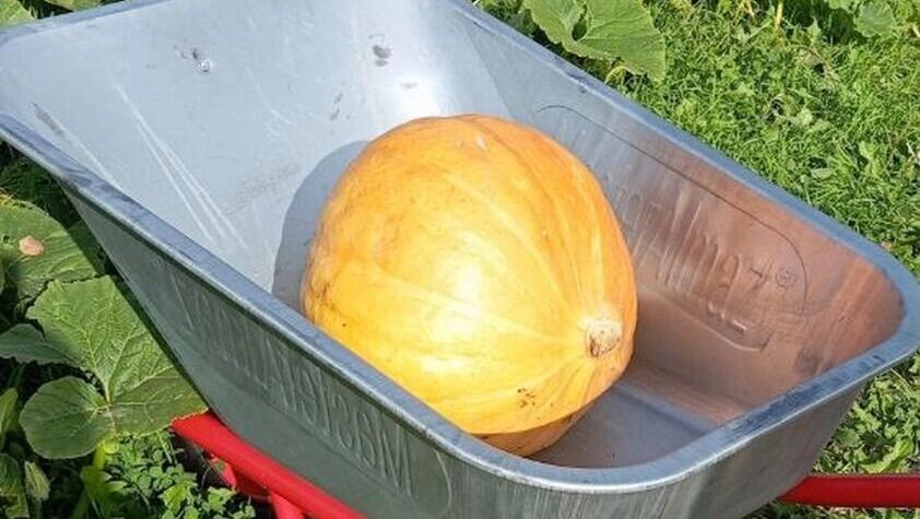 Тыква в гастрономическом разнообразии: десерты, гарниры и оригинальные блюда