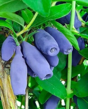 ��� ������� ������ ����� ��������� ��� �������� �������