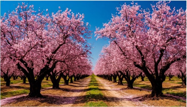 Индейка в маринаде с азиатскими акцентами: как удивить гостей