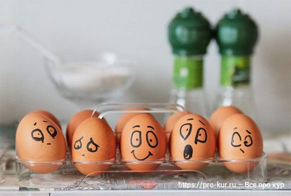 Как выбор корма влияет на размер яиц кур-несушек