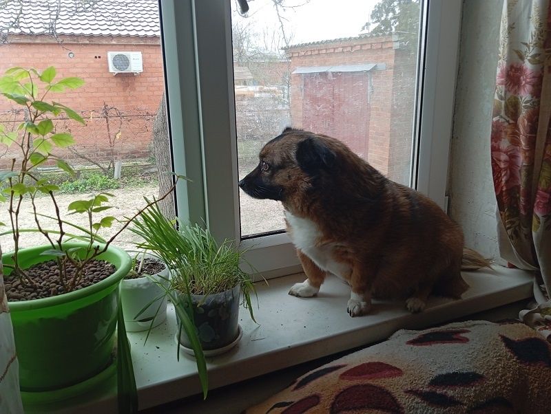 Подготовка к празднику: когда кухня становится настоящим искусством