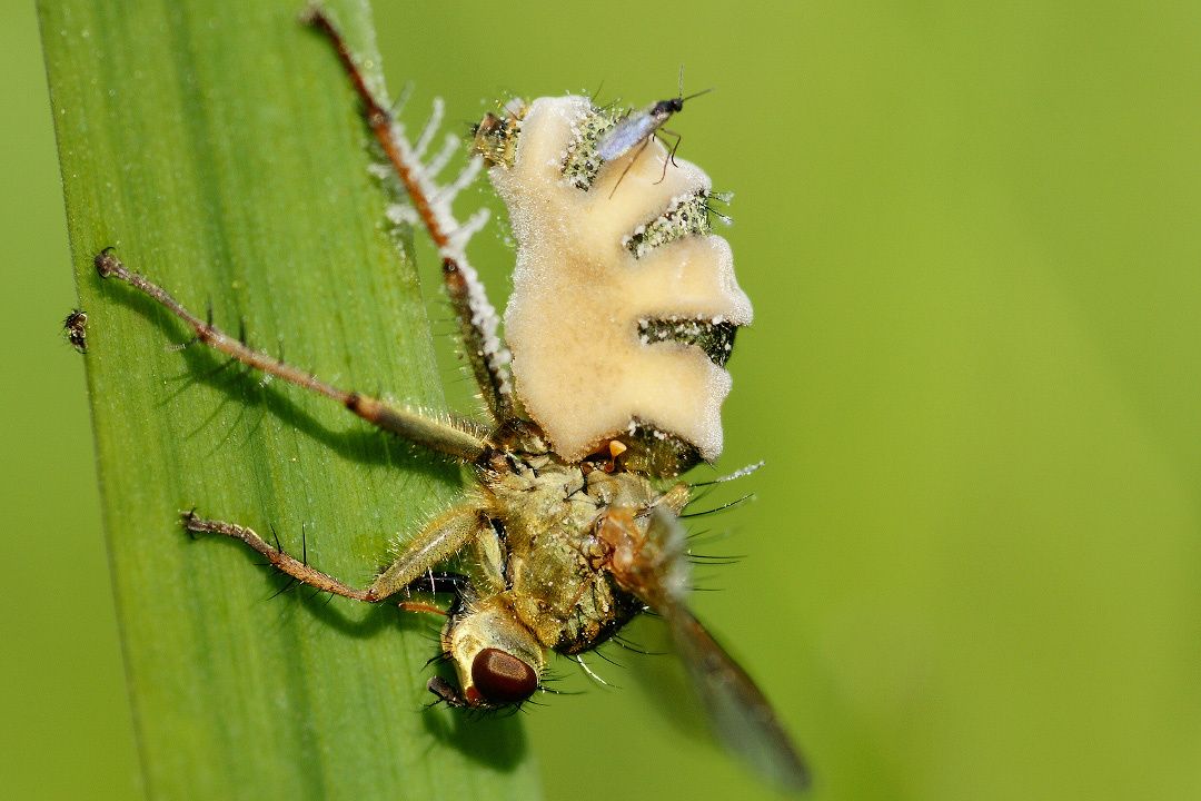 ����, ������������ ��� � �����: ������� � ��������