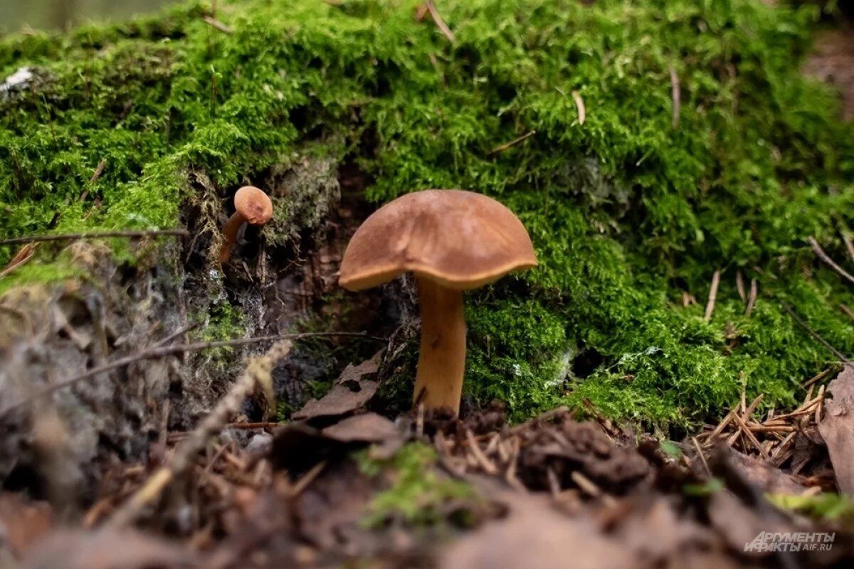 Грибы на пике: где искать осенние дары природы