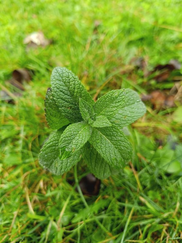 ������ �����������: ���������� ������