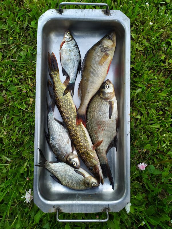 ��� � ������: ������� ������������� �� �������