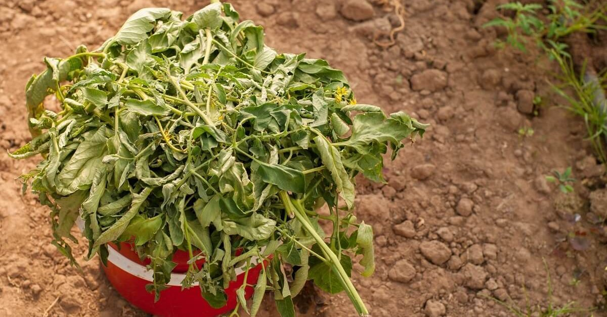 Как ботва может улучшить ваш огород: советы по утилизации растительных остатков