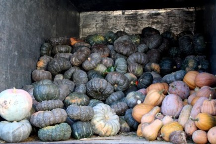 Как правильно выбрать тыкву и использовать её для похудения