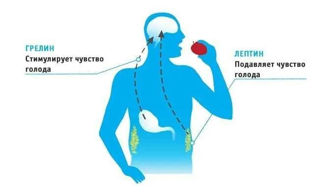 Как аппетит управляет нашим поведением