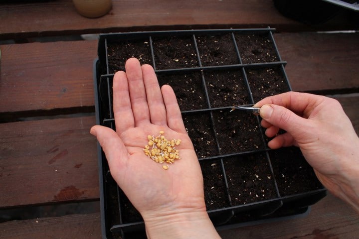 Оптимальные сроки для посева перца и баклажанов