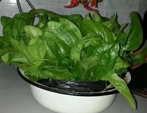 Шпинат: суперфуд для здоровья и простота в выращивании