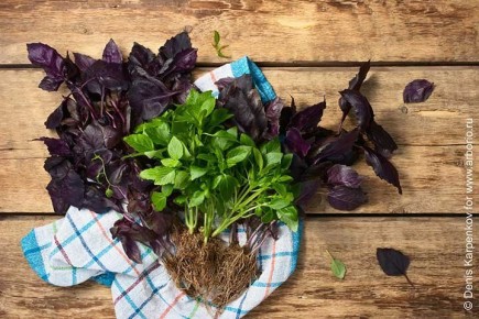 �������: ����� � ������ � ���� ���������