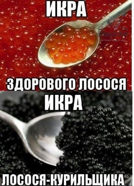 Как выбрать качественную красную икру: признаки настоящего деликатеса